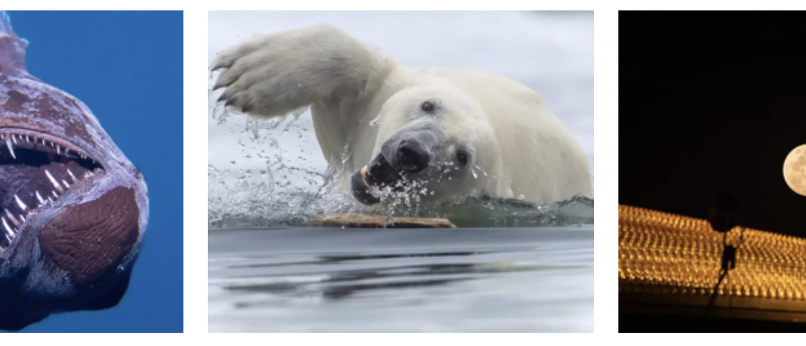En fotos, diez imágenes increíbles publicadas en febrero en National Geographic